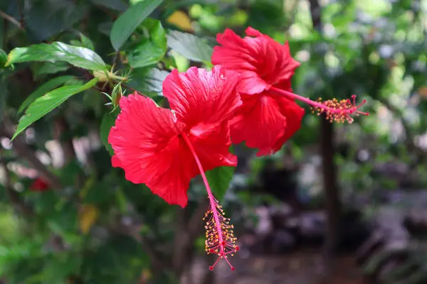 Fleur Hibiscus Rouge Fleurissant Dans Jardin — Photo