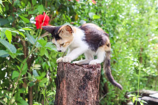 庭の木の切り株に座ってかわいい子猫 ストックフォト — ストック写真