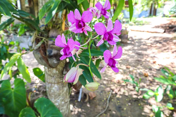 Orchideeën Bloem Tropische Tuin Natuur Achtergrond — Stockfoto