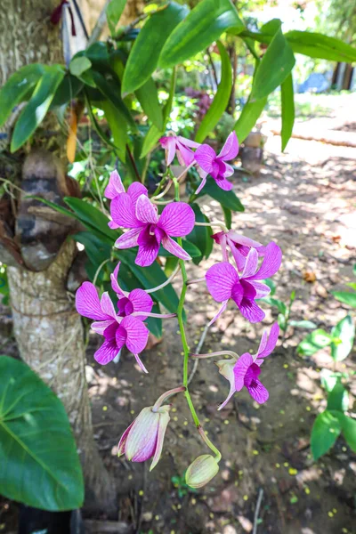 Fleurs Orchidées Dans Jardin Tropical Fond Nature — Photo