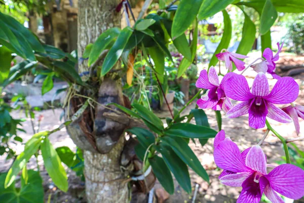 Orchideje Květ Tropické Zahradě Příroda Pozadí — Stock fotografie