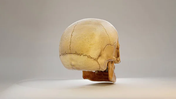 Three Dimensional Image Human Skull Back Side View Rendering Image — Stock Photo, Image