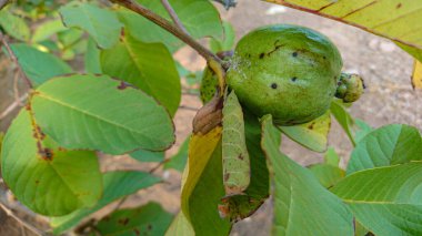 Bahçedeki saf organik guava. 