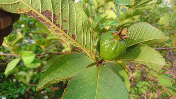 Bahçedeki Saf Organik Guava — Stok fotoğraf