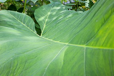 Bahçede taro yaprağı. Doğal yeşil arkaplan.