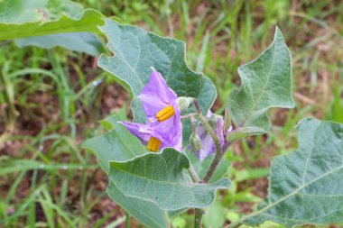 Bahçede mor patlıcan çiçeği (Solanum melongena)