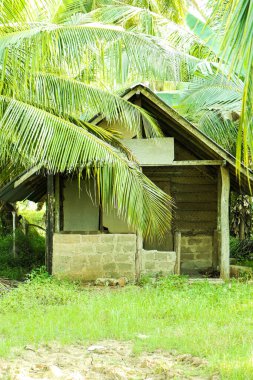 Arka planda hindistan cevizi ağaçları olan ormandaki ahşap ev..