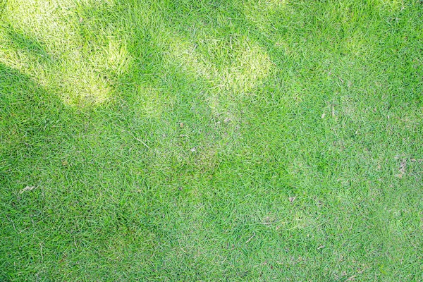 Grünes Gras Textur Hintergrund Grünes Gras Grüner Gras Hintergrund — Stockfoto