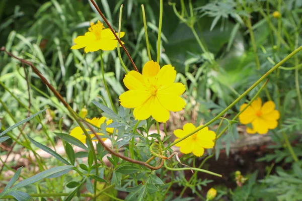 黄色的宇宙之花在裸体的花园里 宇宙Bipinnatus花 — 图库照片
