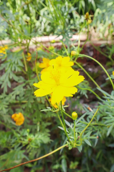 黄色的宇宙之花在裸体的花园里 宇宙Bipinnatus花 — 图库照片