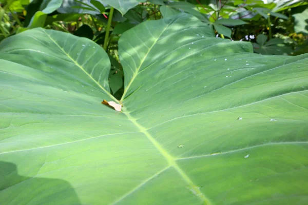Taro Blad Tuin Natuurlijke Groene Achtergrond — Stockfoto