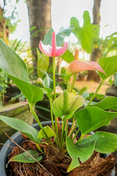 Bahçedeki güzel anthurium çiçeği, stok fotoğrafı.