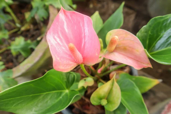 Belle Fleur Anthurium Dans Jardin Image Photo Réserve — Photo