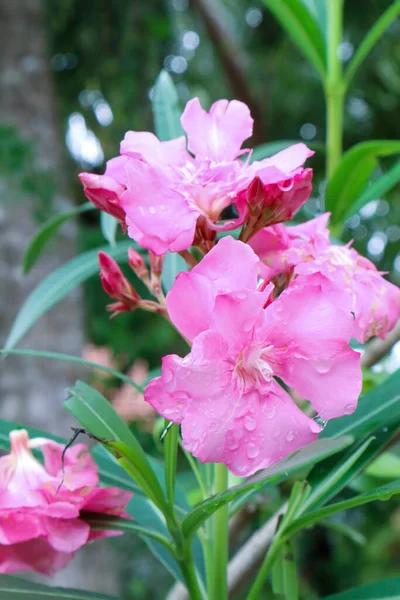 stock image Pink oleander flowers blooming in the garden with rain drops.