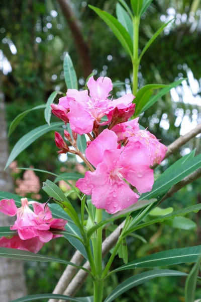 Růžový Oleandr Květiny Kvetoucí Zahradě Kapkami Deště — Stock fotografie