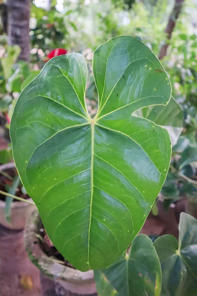 Zblízka Velký Zelený List Rostliny Philodendron — Stock fotografie