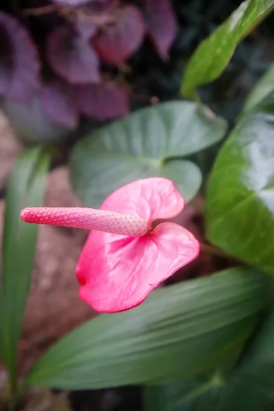 Όμορφο Λουλούδι Ανθούριου Στον Κήπο Εικόνα Αρχείου — Φωτογραφία Αρχείου