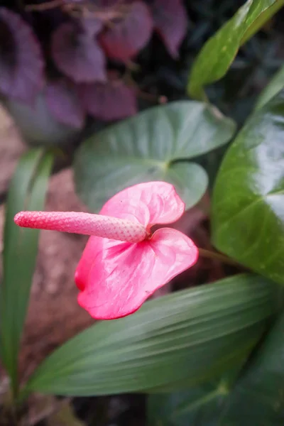Beautiful Anthurium Flower Garden Stock Photo Image — Stock Photo, Image
