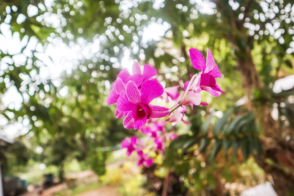 Fleurs Orchidées Dans Jardin Tropical Fond Nature — Photo