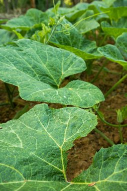 Sebze bahçesinde balkabağı bitkisi