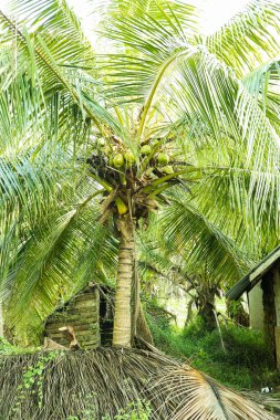 Bahçede hindistan cevizi ağacı, Sri Lanka, Asya.