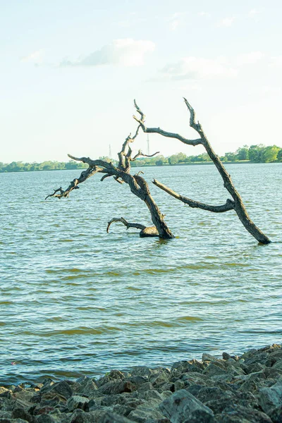 stock image Dead tree on the shore of a lake in the morning light. Anuradhapura, Sri lanka