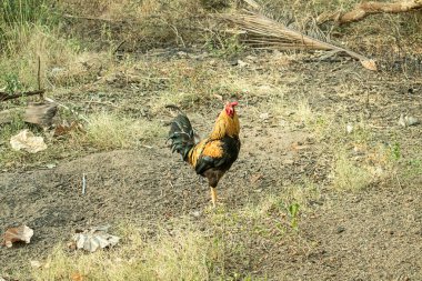 Çiftlikteki renkli horoz. Horoza odaklan.