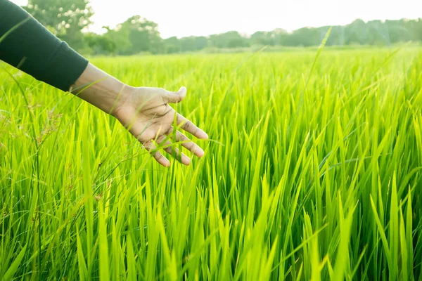 Hand of Asian woman touch green rice field in the morning, nature background