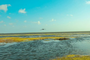 Yaz mevsiminde deniz üzerinde uçan martılar..