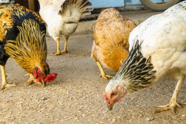 Geleneksel tavuk çiftliğinde tavuklar.