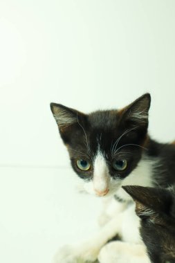 Beyaz arka planda sevimli kedi, yumuşak odak ve klasik ton.