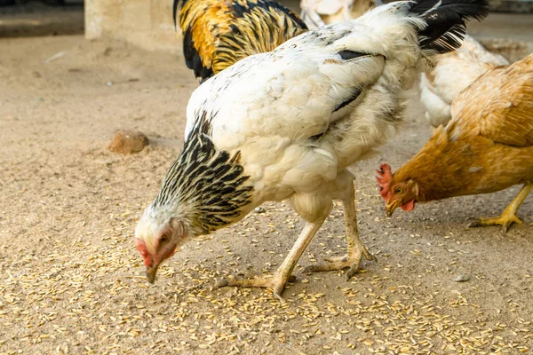 .Çiftlikteki tavuklar. Seçici odak