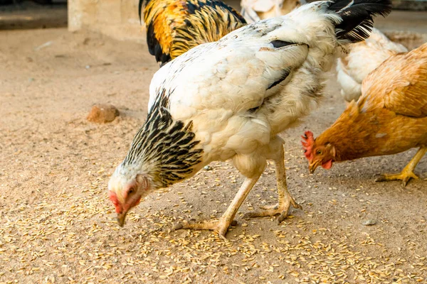 Kuřata Farmě Selektivní Zaměření — Stock fotografie