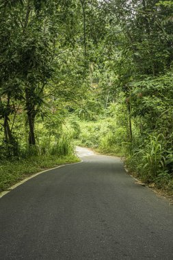 Ağaçlar ve yaprak arka planıyla ormanda asfalt yol