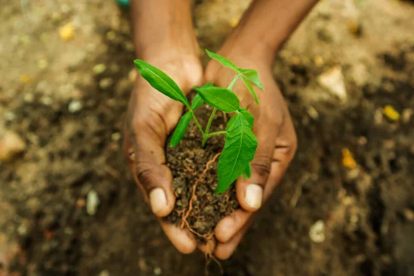 Ręce Trzymające Młodą Zieloną Roślinę Glebą Ziemi — Zdjęcie stockowe