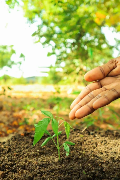 Zielone Sadzonki Rosnące Ziemi Ludzką Ręką Koncepcja Rolnictwa — Zdjęcie stockowe