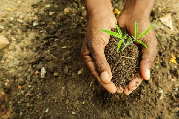 Ręce Człowieka Trzymającego Młodą Roślinę Glebą Zapisz Koncepcję Ziemi — Zdjęcie stockowe