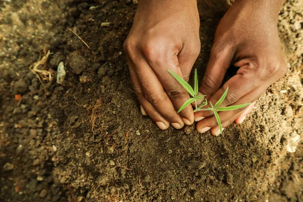 Mãos Uma Jovem Mulher Plantando Uma Planta Cultivada Sementes Cannabis — Fotografia de Stock