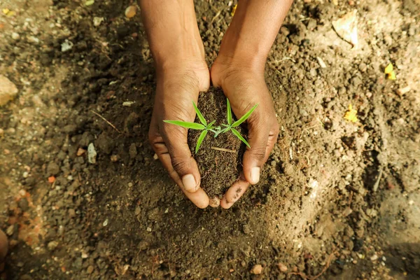 Ręce Trzymając Młodą Roślinę Tle Gleby Zapisz Koncepcję Świata — Zdjęcie stockowe