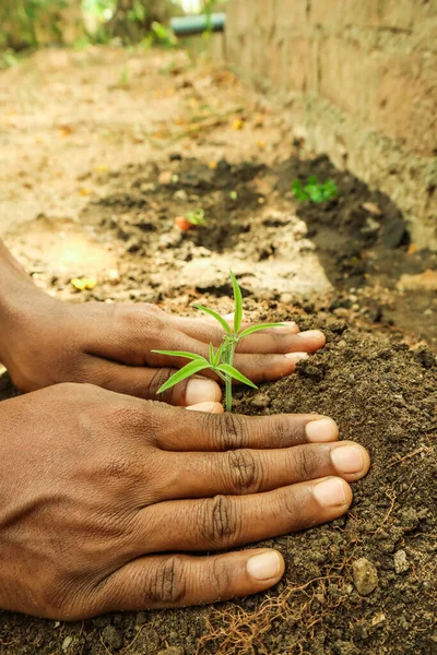 Ręce Farmera Sadzącego Młodą Roślinę Glebie — Zdjęcie stockowe