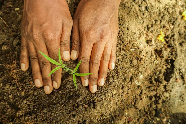Ręce Trzymające Sadzonkę Rośliny Konopi Indyjskich Ziemi — Zdjęcie stockowe