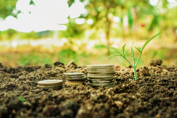 Coins in the soil with green plant, business and finance concept.