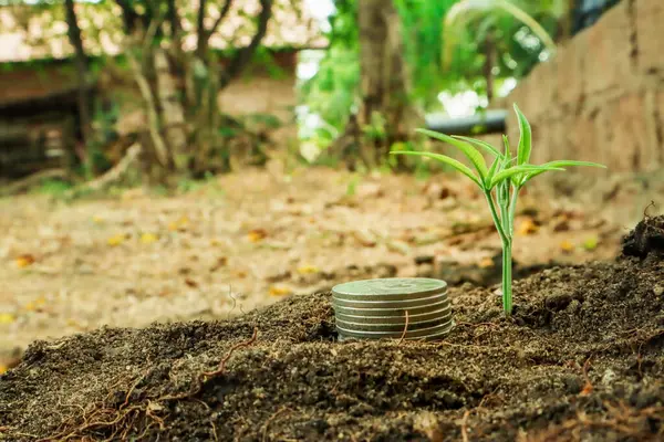 Zielona Roślina Rosnąca Stosu Monet Koncepcja Wzrostu Inwestycji Biznesowych — Zdjęcie stockowe