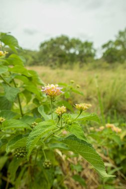 Bahçedeki Lantana Camara çiçeği. (Lantana camara)