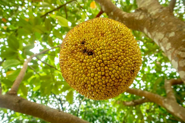 Jackfrukt Träd Trädgården Vetenskapligt Namn Artocarpus Heterophyllus — Stockfoto