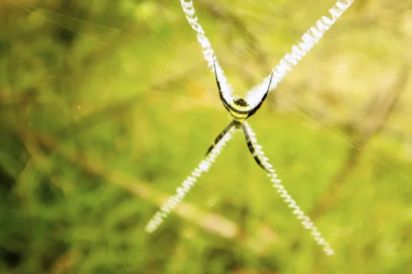 Spider on a spider web in the forest. Macro photography of nature.