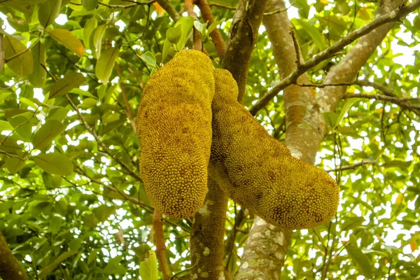 Bahçedeki ağaçta iki Jackfruit. Bilimsel adı Artocarpus heterophyllus.)