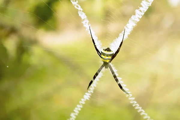 Spider on a spider web in the forest. Macro photography of nature.