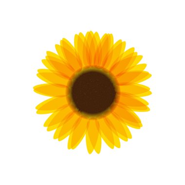  Beyaz arka plan üzerinde izole ayçiçeği vektör