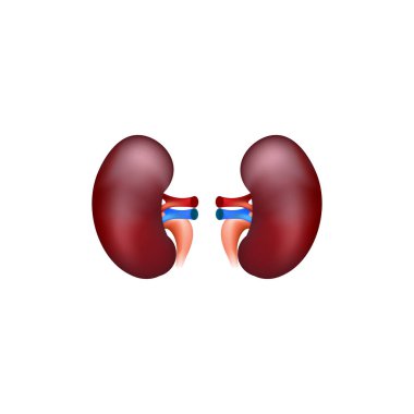 İnsan böbreği anatomisi beyaza izole edilmiş. 